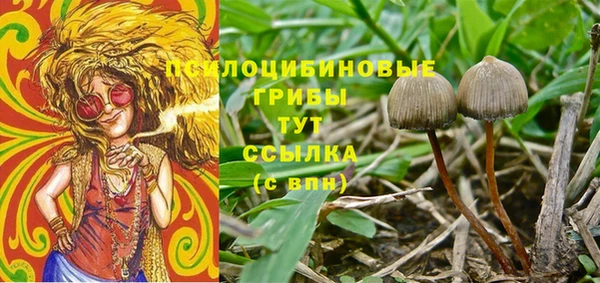 прущие грибы Заволжск
